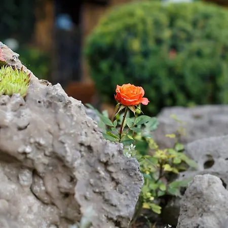 - Restaurant Atrium Guest house 3*